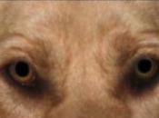 Fixing the animal version of red-eye