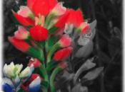 How to create a grayscale image with just a touch of color